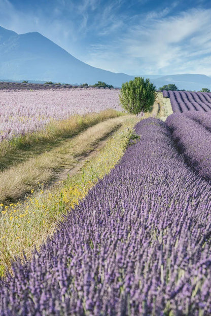 Marseille Lavendel - Flytende Såpe 300ml